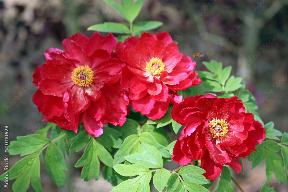 牡丹の花 牡丹の花