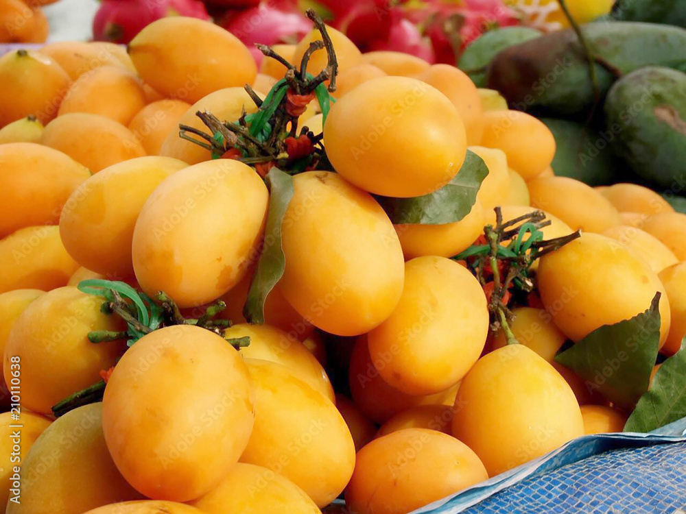 Marian Plum the tropical fruit of Thailand Marian Plum the tropical fruit of Thailand