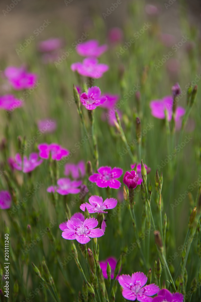 FLOWERS: carnation sandy FLOWERS: carnation sandy