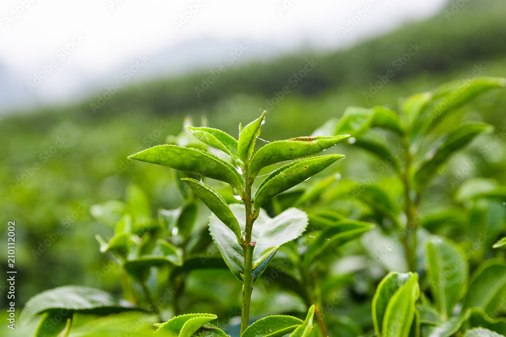 Tea leaf bush.