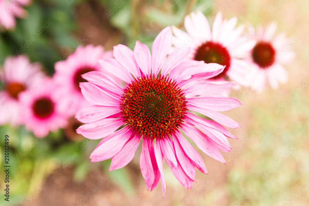 Pink Coneflower and leaf. Pink Coneflower and leaf.
