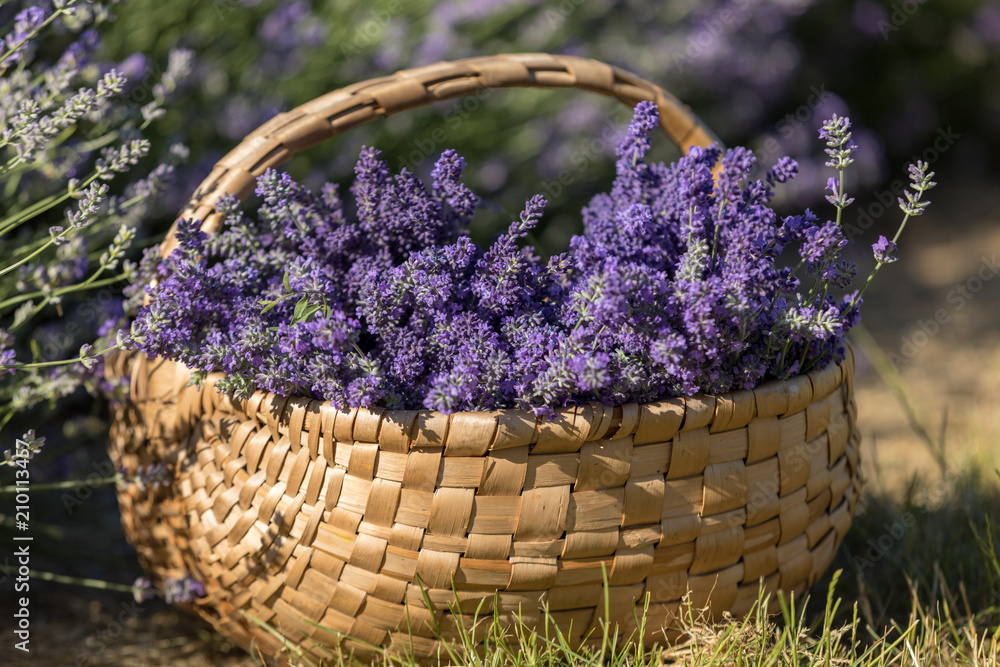 Fototapeta premium a wooden basket full of fragrant bouquets of lavender