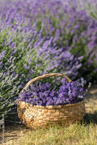 Fototapeta Naklejka Na Ścianę i Meble -  a wooden basket full of fragrant bouquets of lavender