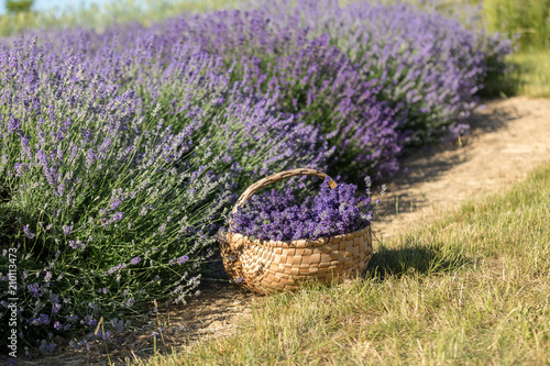 Fototapeta Naklejka Na Ścianę i Meble -  a wooden basket full of fragrant bouquets of lavender