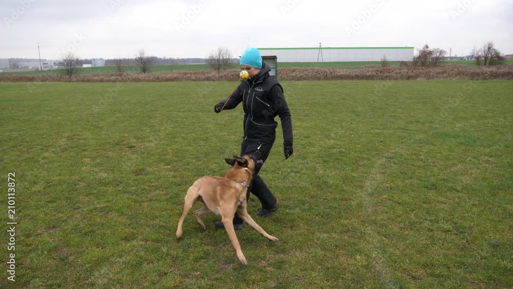 Woman play with her dog on nature meadow, the sheepdog chasing biting the toy ball Woman play with her dog on nature meadow, the sheepdog chasing biting the toy ball