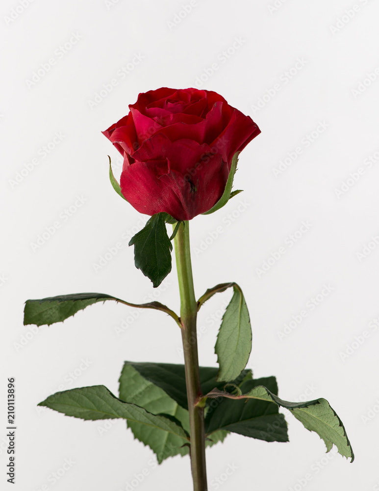untreated and crude rose on white background untreated and crude rose on white background