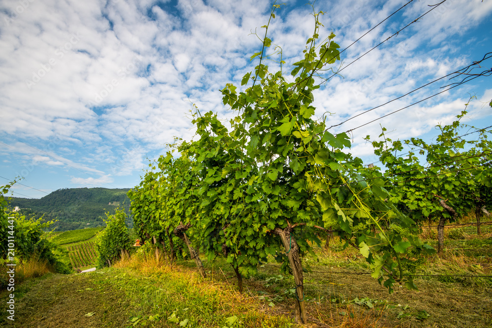 Vineyard in summer morning, grape vines planted in rows, Europe