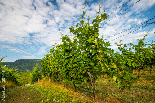 Fototapeta Naklejka Na Ścianę i Meble -  Vineyard in summer morning, grape vines planted in rows, Europe