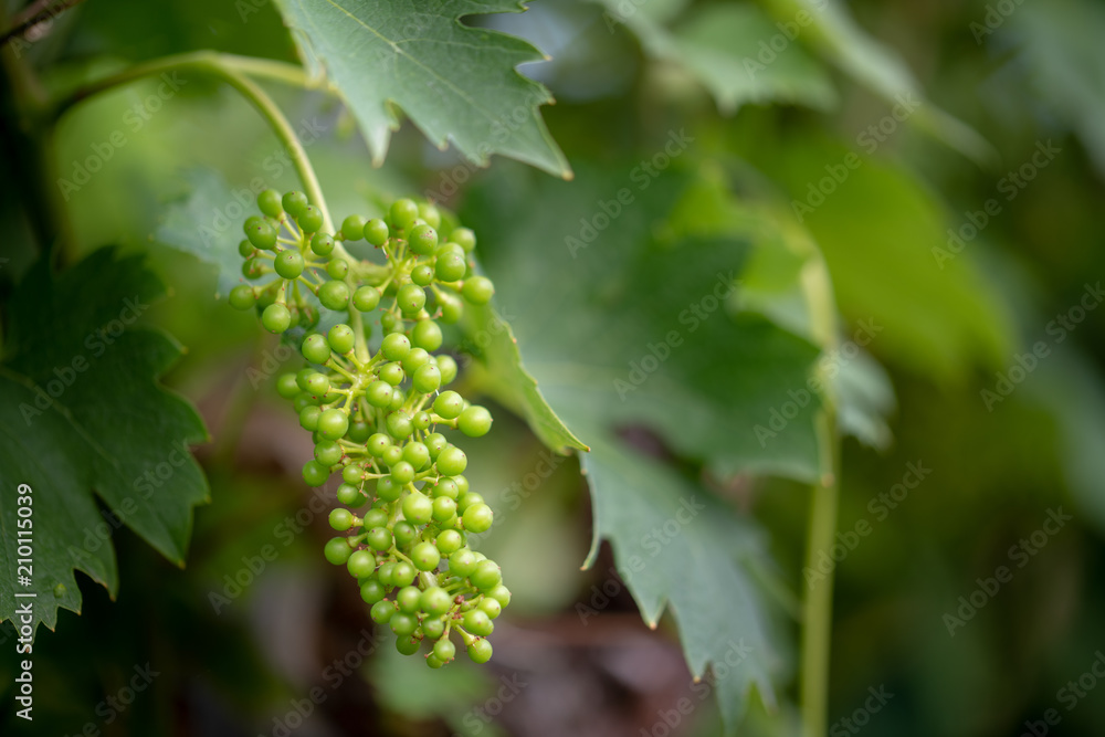 Green, unripe, young wine grapes in vineyard, early summer, close-up Green, unripe, young wine grapes in vineyard, early summer, close-up