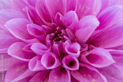 Closeup on Dahlia Flower