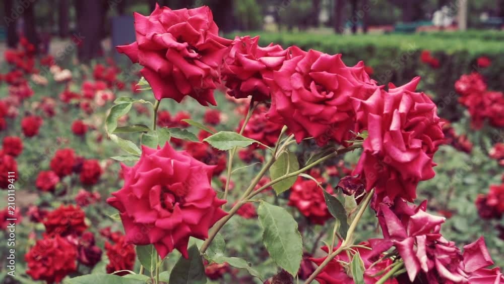 This is a beautiful natural video of Rose Flowers In The Garden. This is a beautiful natural video of Rose Flowers In The Garden.