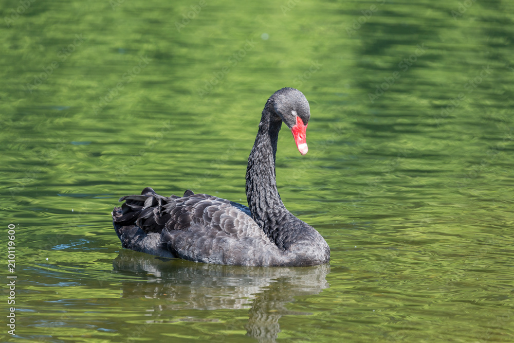 Fototapeta premium Black swan