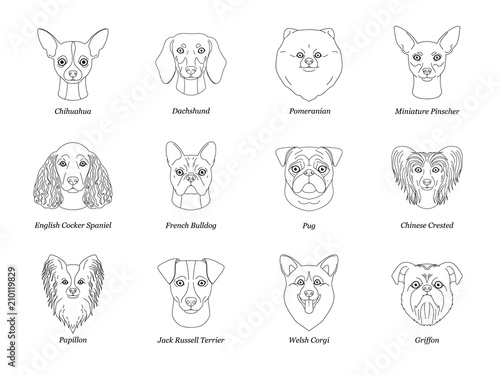 set, collection of isolated black outline head of chihuahua dachshund, papillon, spitz, pug, miniature pinscher welsh corgi french bulldog griffon on white background. Line cartoon breed dog portrait.