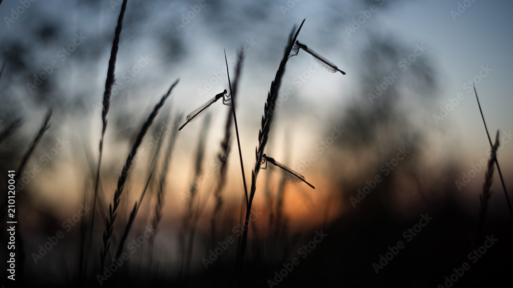 Obraz premium sunset ligth evening nature dragonfly