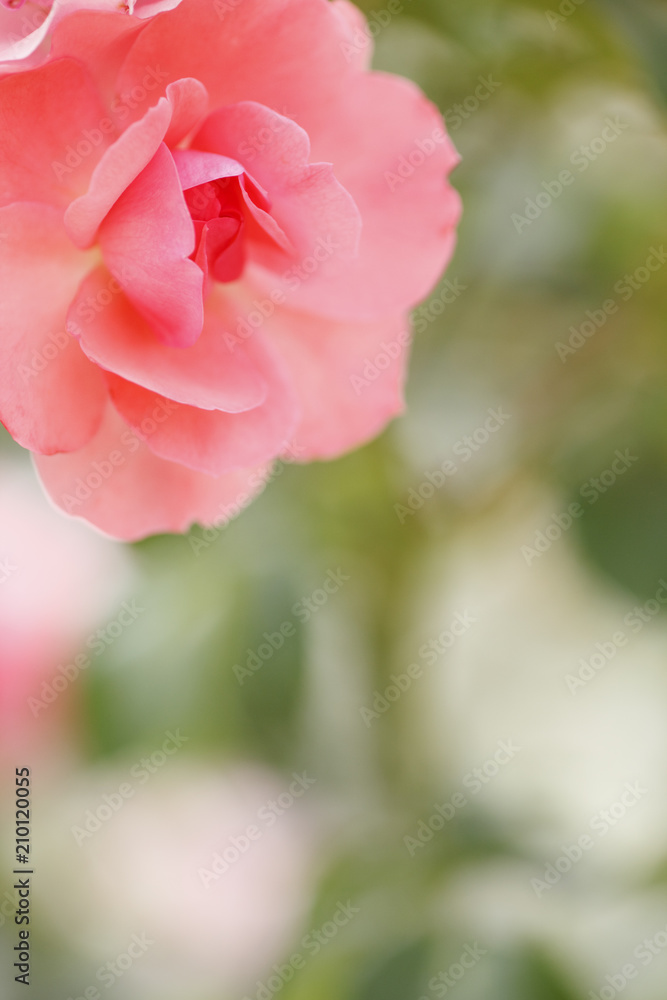 Obraz premium 薔薇 ジャルダンドゥフランス 埼玉県 伊奈町 日本