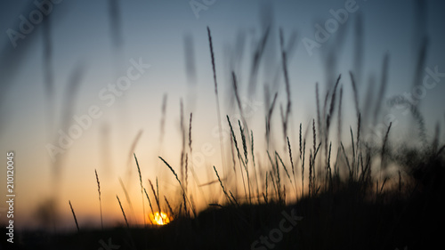 sunset ligth evening nature plant