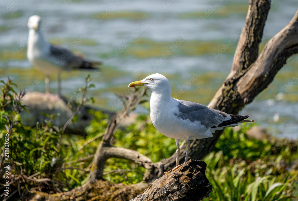 Mediterranean Seagull on a branch in the water in Danube Delta Romania Mediterranean Seagull on a branch in the water in Danube Delta Romania
