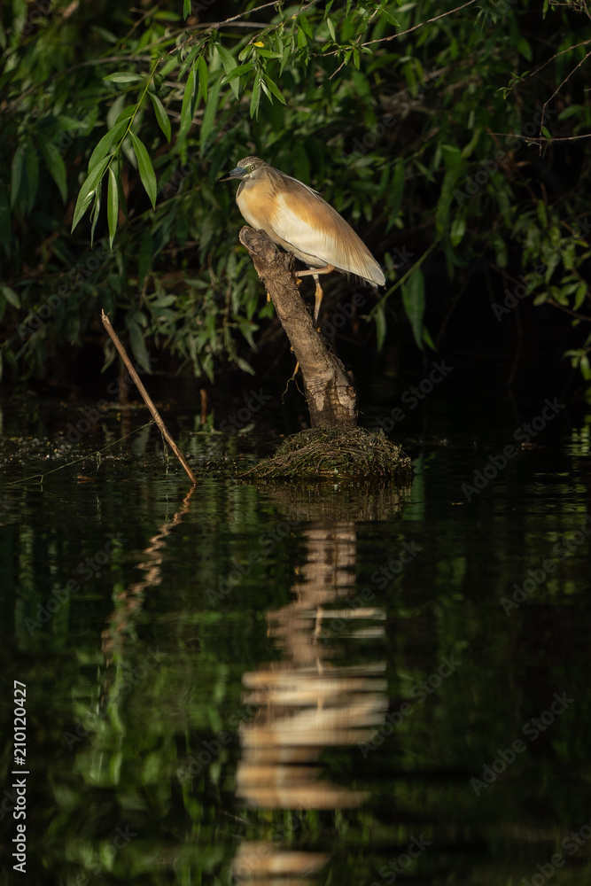 Squacco Heron (Ardeola ralloides) in beautifull sunset light in Danube Delta Squacco Heron (Ardeola ralloides) in beautifull sunset light in Danube Delta