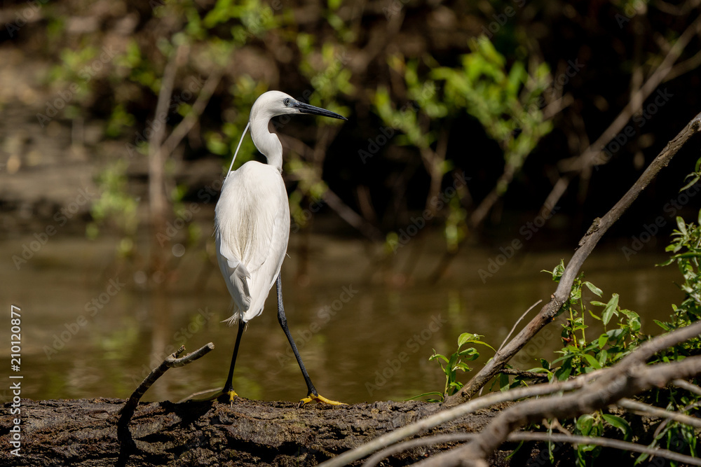 White Heron Egret (Ardea Alba) witting on a bench in the Danube Delta. Great White Heron White Heron Egret (Ardea Alba) witting on a bench in the Danube Delta. Great White Heron