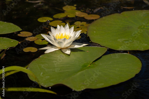 Lotus with yellow polen on dark background floating on water in Danube Delta