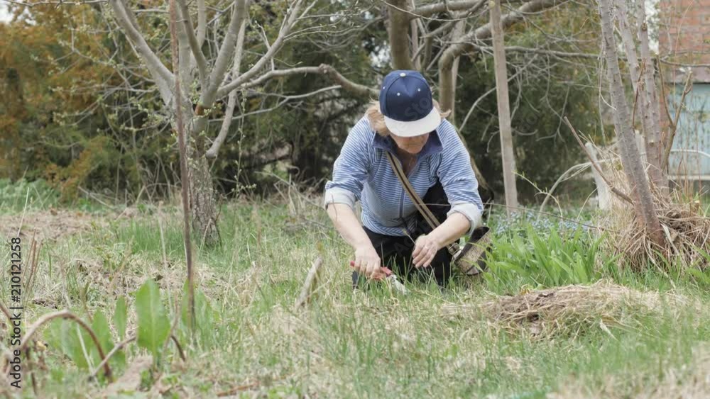 Elderly woman using garden tool for cutting dry branches on trees in garden Elderly woman using garden tool for cutting dry branches on trees in garden