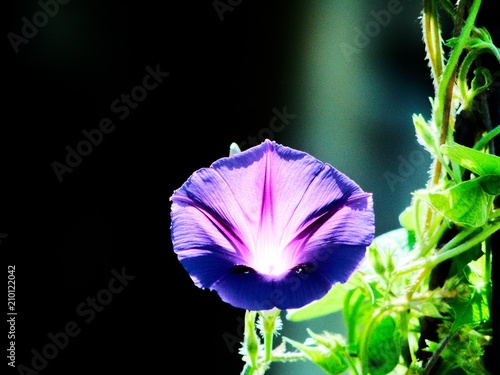 Blüte