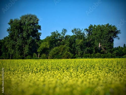 Rapsfeld
