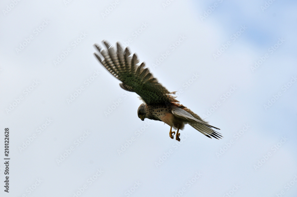 Obraz premium faucon crécerelle