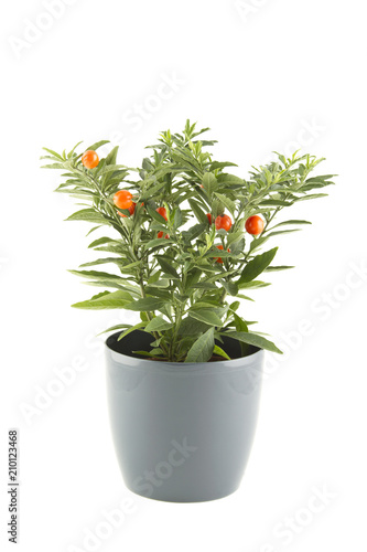 Close-up of the plant in a pot of solanum. Christmas cherry plant on white