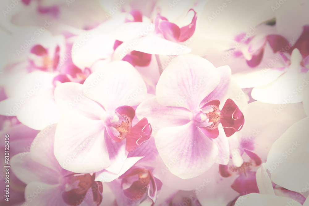 Fototapeta premium Vintage toned purple Phalaenopsis orchid flowers for background.