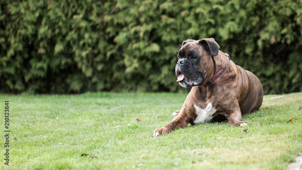 Fototapeta premium Boxer