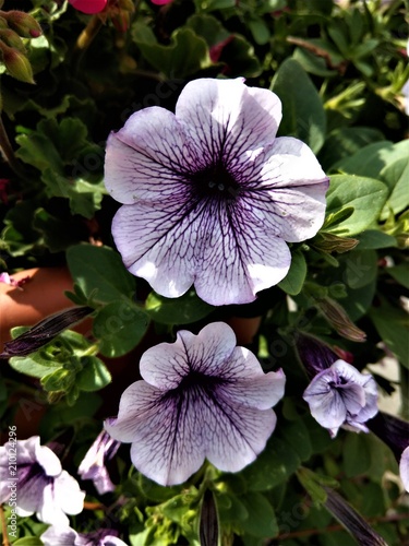 Blumen