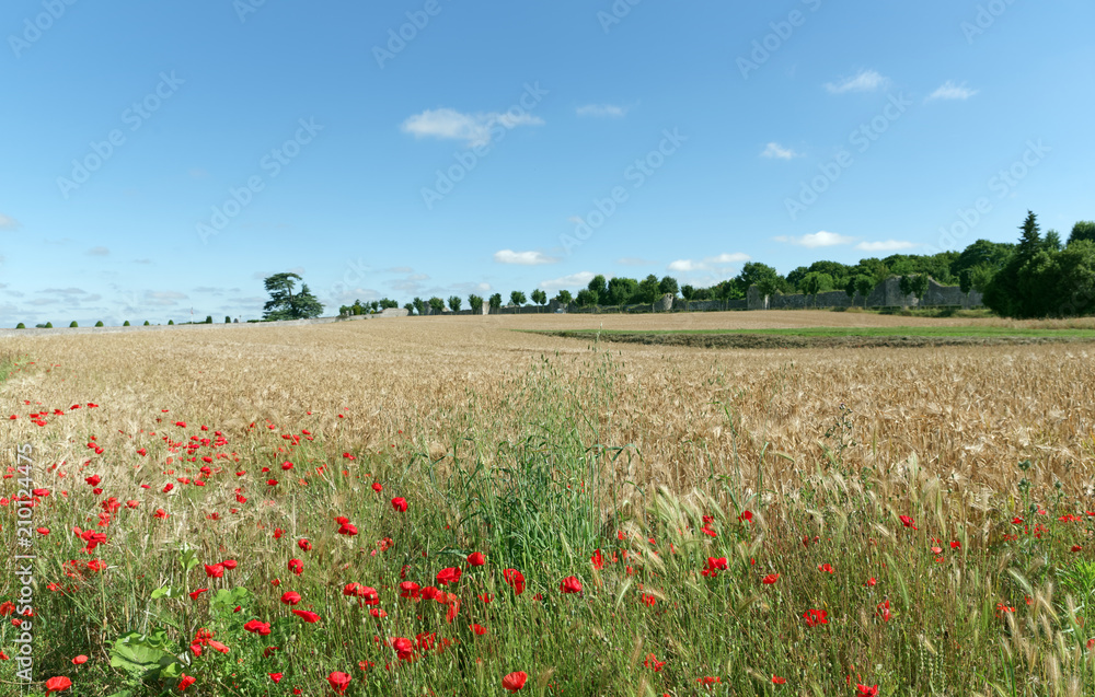 Poppies field and ramparts of Provin medieval village Poppies field and ramparts of Provin medieval village