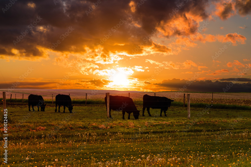 Bulls graze in a meadow on the sunset and the stormy sky background. Iowa State. USA - obrazy, fototapety, plakaty 