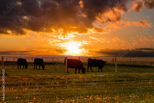 Bulls graze in a meadow on the sunset and the stormy sky background. Iowa State. USA