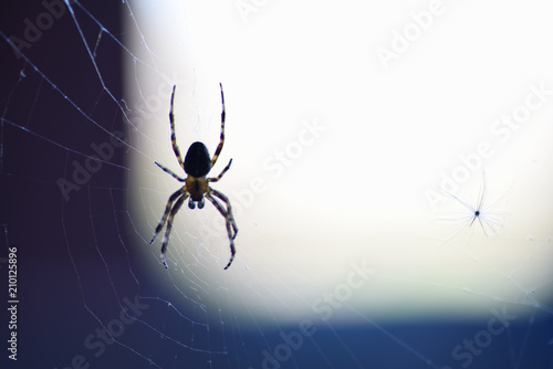 spider web insect
