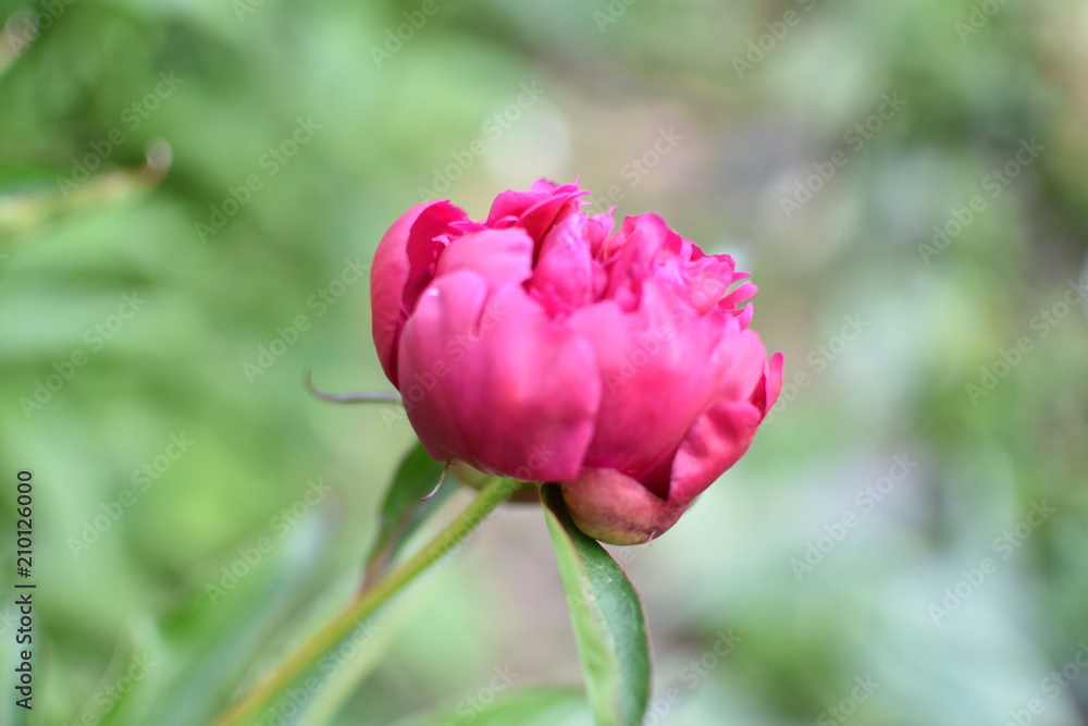 beautiful blossoming flower of a peony burgundy color on a soft blurry background, in a summer garden