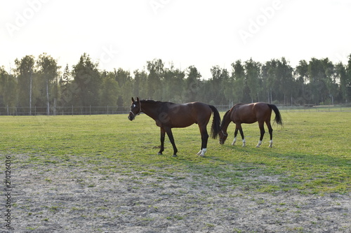 year-old landscape in the stable, two brown-colored horses in blue harness, grazing on green grass