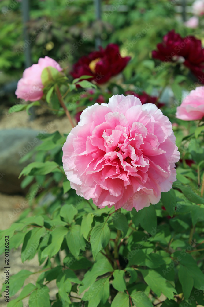Fototapeta premium 牡丹の花
