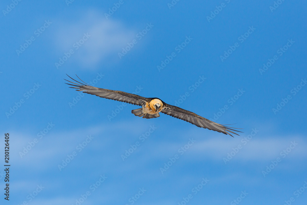adult bearded vulture (gypaetus barbatus) in flight, blue sky, clouds adult bearded vulture (gypaetus barbatus) in flight, blue sky, clouds