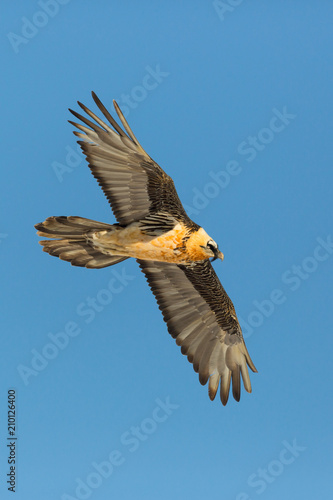 flying adult bearded vulture (gypaetus barbatus), blue sky