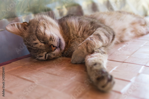 Fototapeta Naklejka Na Ścianę i Meble -  The short-haired young cat is sleeping sweetly by stretching its paw. Focuss with a shallow depth of field.