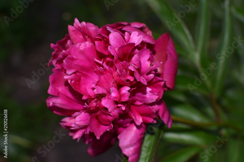 close-up of a beautiful peony flower of Burgundy color with green leaves on a soft blurred background © Alla Dmitriuk
