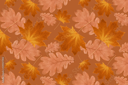 autumn pattern from dry maple and oak leaves