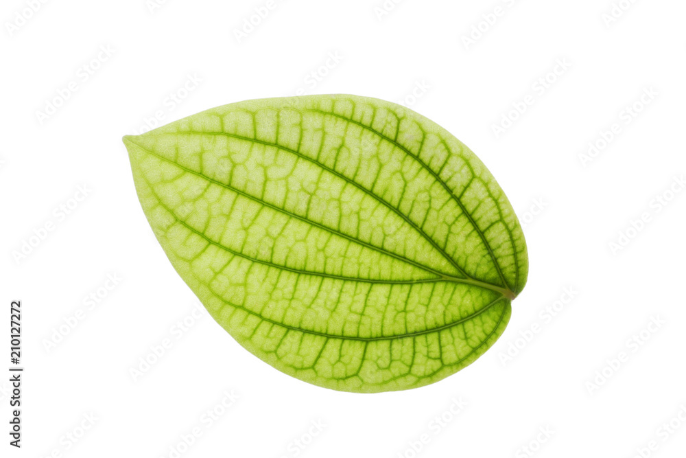 Obraz premium Fresh green pepper leaf isolated