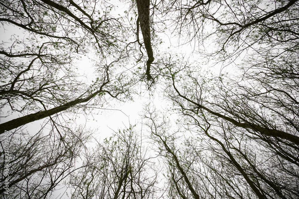 Woodland with bare trees in Cotswold, England Woodland with bare trees in Cotswold, England