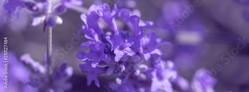 field lavender flower background