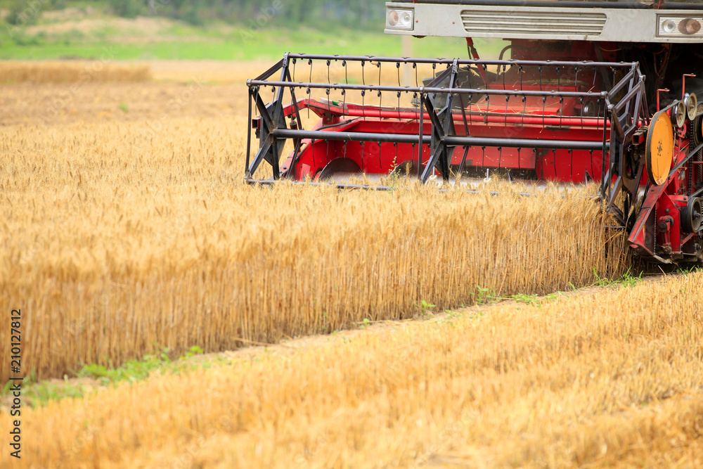 Fototapeta premium combine harvester working