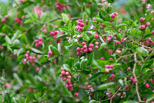 Carissa carandas L,Red Fruit herb's tree or Bengal-Currants