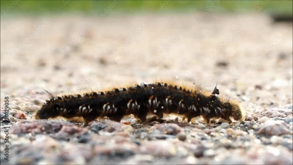 Big hairy caterpillar crawling on the road Big hairy caterpillar crawling on the road